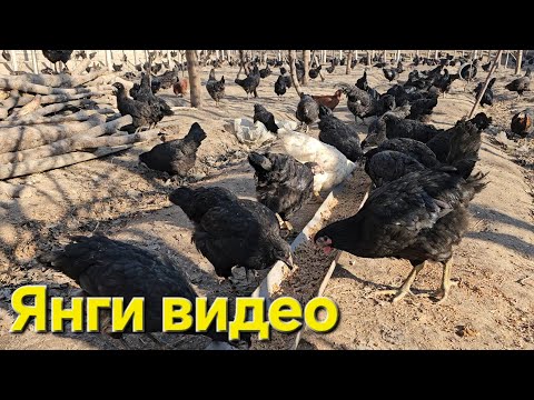 Видео: Товукларди сотвордим оптомига колгани колди