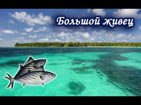 Видео: Ловлю Бонито на Сейшелах. Русская Рыбалка 3.99.