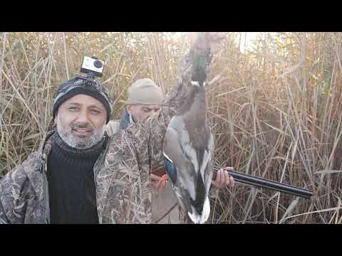 Видео: ÖRDƏK OVU / yaşılbaş, almabaş, gərəf / ОХОТА НА УТКУ / DUCK HUNTING