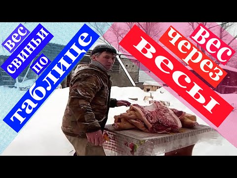 Видео: на сколько сходится живой вес свиньи по таблице  и вес мясом,сравниваем.
