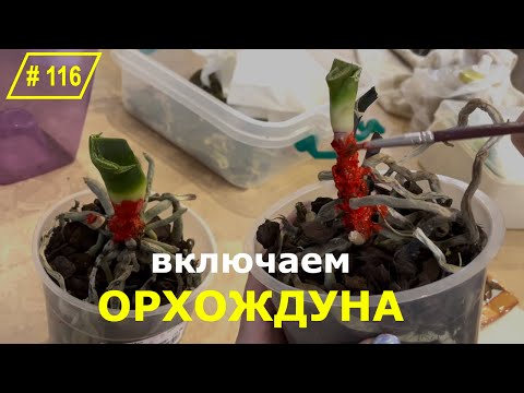 Видео: # 116 Что делать, чтобы вернуть к жизни замороженные орхидеи