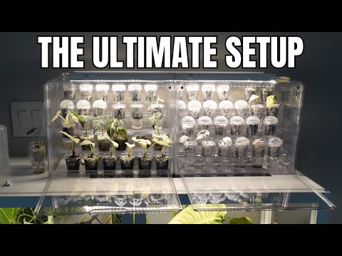 Видео: НИКОГДА БОЛЬШЕ НЕ ДОПУСКАЙТЕ ГНИЯ КЛЮКВЕН АЛОКАЗИИ: Бюджетное руководство по самостоятельному изг...