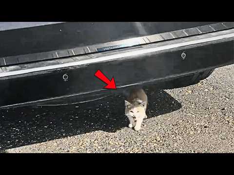 Видео: Во время остановки в пустыне из-под машины вылезла голодная бездомная кошка и неожиданно обрела дом.