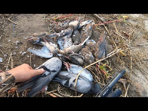 Видео: 20-калиберная охота на голубей над подсолнухами!! (Ограниченный тираж)