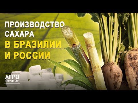 Видео: Как в Бразилии и РФ выращивают «короля и королеву» полей? Агропараллели. Выпуск №2