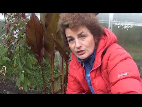 Видео: Как сажать пион Сайт "Садовый мир"