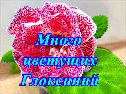 Видео: Много цветущих Глоксиний. #1  10.04.2021