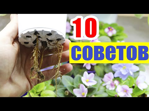 Видео: 10 ВАЖНЫХ СОВЕТОВ О ФИТИЛЬНОМ ПОЛИВЕ. ПОЛЕЗНАЯ И ВАЖНАЯ ИНФОРМАЦИЯ