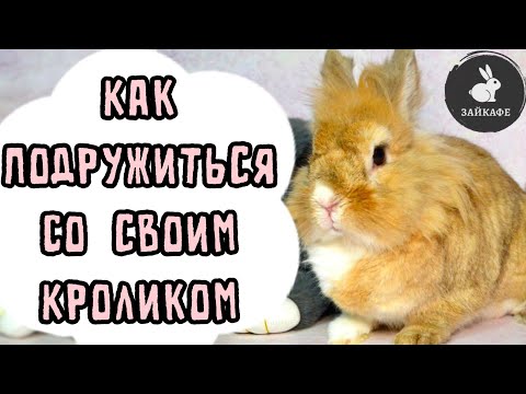 Видео: КАК ПОДРУЖИТЬСЯ С КРОЛИКОМ | КАК ПРИУЧИТЬ КРОЛИКА К СЕБЕ | ПОЧЕМУ КРОЛИК КУСАЕТСЯ