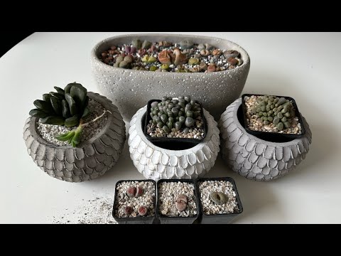 Видео: Литопсы/ Lithops. НОВИНКИ 😍. Мечты сбываются. 21.03.2023