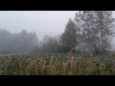 Видео: Грибные туманы, манящие вдаль...