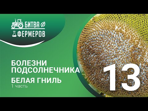 Видео: Болезни подсолнечника /Белая гниль/Битва фермеров/Серия 13
