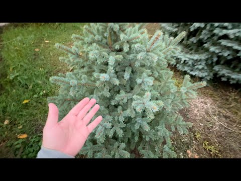 Видео: холил и лелеял ИХ - поедут ли со мной в дом на Юге?