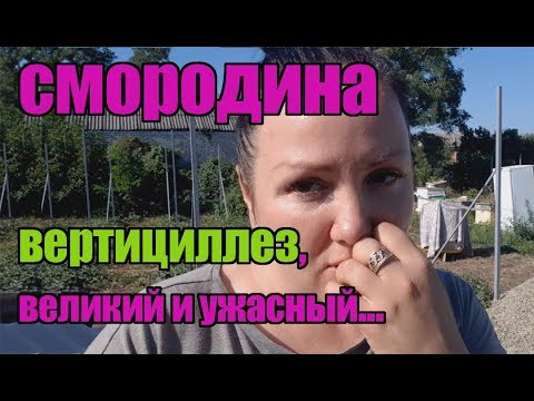 Видео: Смородина Ровада, Руднеус и другие. Эта культура совсем мне не подходит