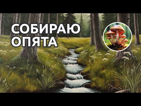 Видео: Собираю опята второй раз в этом сезоне.
