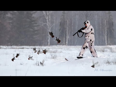 Видео: Охота на тетеревов на лунках. Закрытие сезона. Black grouse hunting