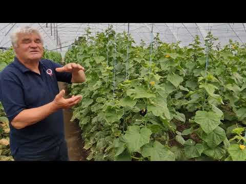 Видео: Технология выращивания огурцов и томатов в закрытом грунте