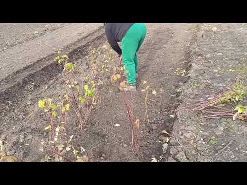 Видео: Підготовка до посадки полуниці.