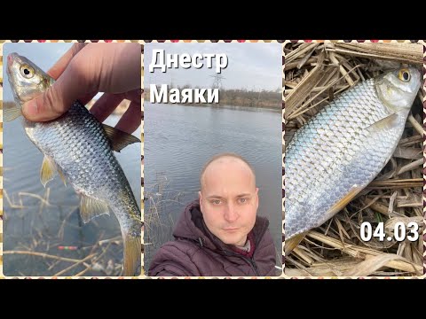 Видео: Рыбалка на реке Днестр (Гитара) 4 марта! Ловля плотвы на поплавочную удочку. Простая рыбалка и отдых