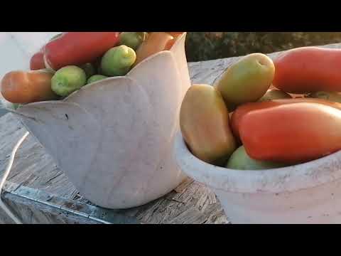 Видео: Конец сезона. Видео отчёт по просьбе подписчика. 🥒🌶️🍅