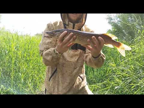 Видео: Закономерность рыбалки.Щука за 4 кг на живца.