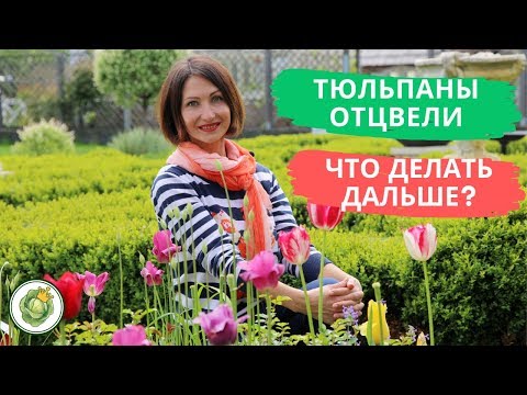 Видео: Как ухаживать за луковичными после цветения//Тюльпаны, нарциссы, крокусы, гиацинты, мускари