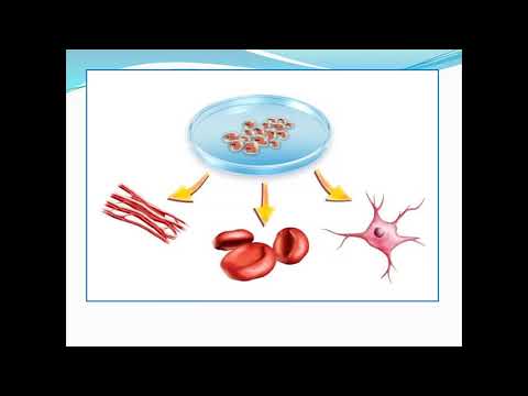 Видео: Калданова Клара. Биология 11-сынып. Бағаналы жасушалар ұғымы және олардың қасиеттері.