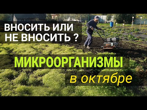 Видео: Что делать на огороде после уборки урожая?
