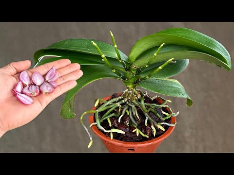 Видео: Всего один ломтик в неделю! Внезапно у орхидей вырастает на 400% больше новых цветоносов.