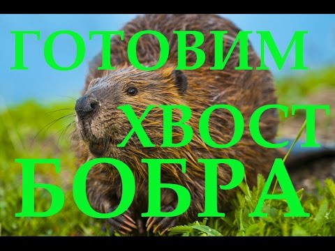 Видео: Готовим хвост бобра, как приготовить хвост бобра! Cooking beaver tail, beaver tail how to cook!