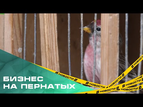 Видео: Бизнес на пернатых. Челябинцы жалуются на охотников на птиц, которые ловят и продают их на улице
