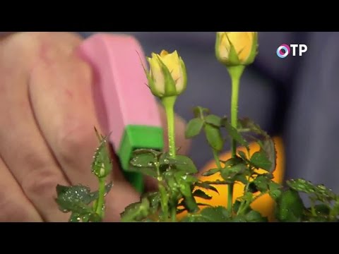 Видео: Пересадка и адаптация комнатных роз