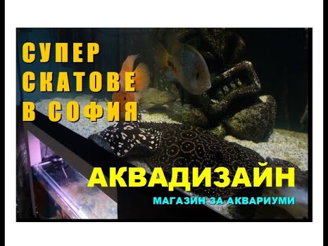 Видео: Супер скатове в магазин Аквадизайн