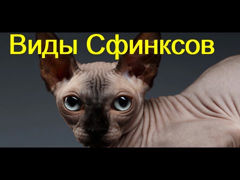 Видео: Сфинксы  Виды Сфинксов