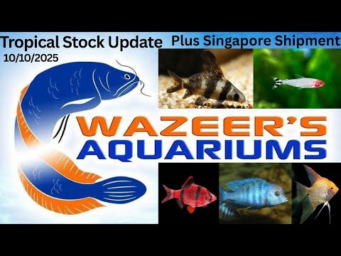 Видео: Обновление запасов тропических товаров на 10.10.2025 г., а также поставка в Сингапур 🇸🇬
