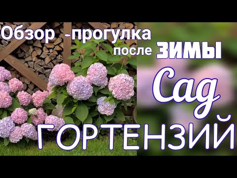 Видео: 🕊️Друзья всех поздравляем с Благовещением🕊️ прогуляемся по саду 🌞