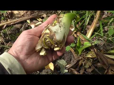 Видео: Читаю следки зверей, матуха - фрагмент с фотоловушки, октябрь 2024 г.