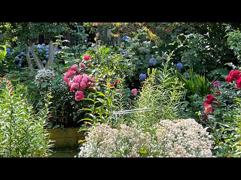 Видео: В гостях у Валентины . Прекрасный сад моих соседей