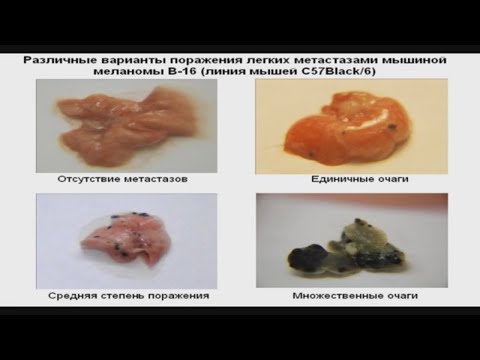 Видео: Олигонуклеотиды © Oligonucleotides