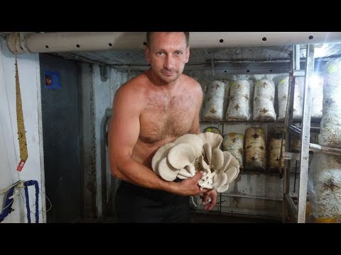 Видео: Грибы вешенка. Первый опыт и результат-1. Окончание во второй части.