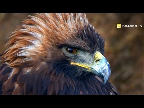 Видео: Құсбегілік өнер