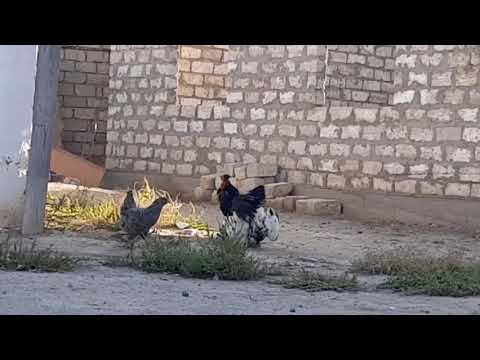 Видео: Әтеш төбелес кім женді 🤔🤔