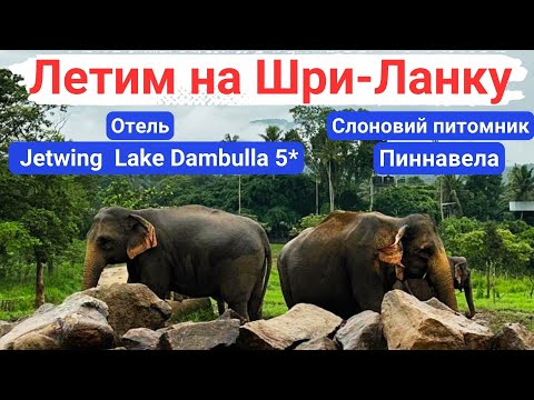 Видео: Летим на Шри-Ланку. Отель Jetwing Lake Dambulla 5*. Слоновий питомник Пиннавела