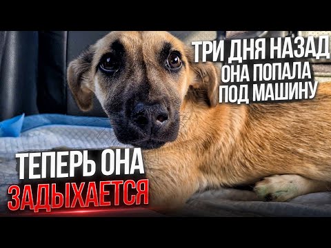 Видео: Боне стало хуже после аварии🥺.СРОЧНО везем ее в Ставрополь. Наконец повесили Баннер о пропаже Хаси.
