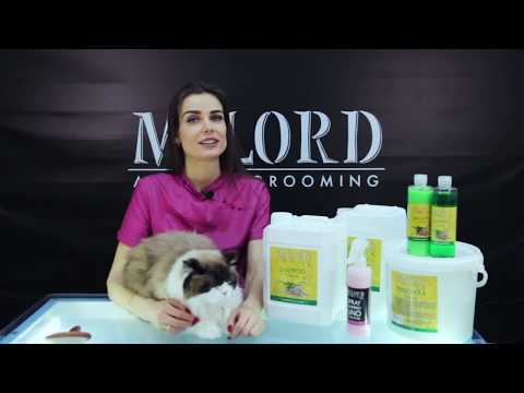 Видео: Как помыть кота. Косметика для кошек.