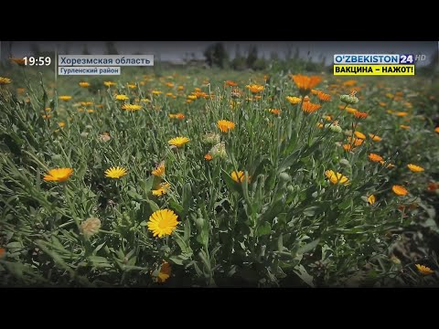 Видео: Поддержка молодого предпринимателя, который занимается выращиванием лекарственных растений в Хорезме