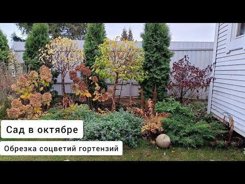 Видео: Сад в конце октября  на 5 сотках / Обзор растений / Обрезка соцветий гортензий 