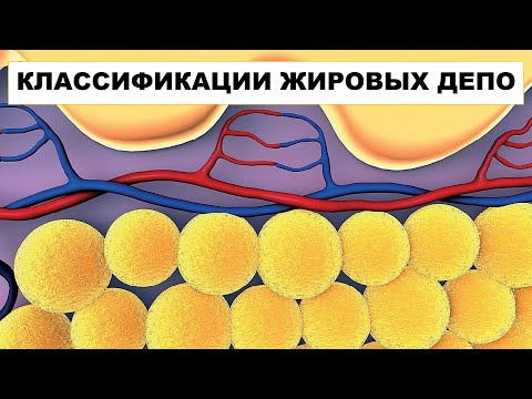 Видео: КЛАССИФИКАЦИИ ЖИРОВЫХ ДЕПО