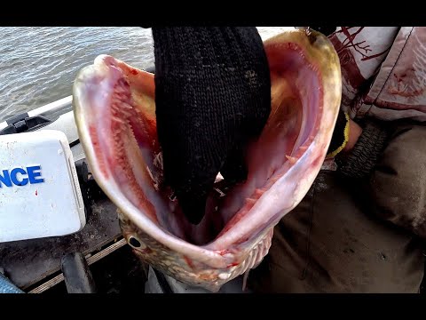 Видео: КОГДА КЛЮЮТ ОДНИ МОНСТРЫ..ШОК РЫБАЛКА НА ДЖИГ.Рыбалка на Оби , архив 2020 года, была вода -была рыба