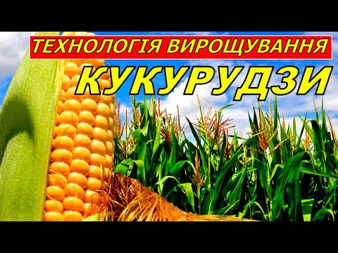 Видео: Вирощування кукурудзи.  Умови та Агрокліматичні пристосування рослини. Технологія вирощування.